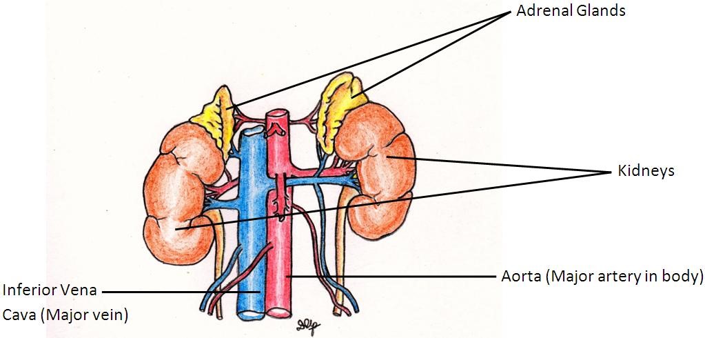 Adrenal Gland