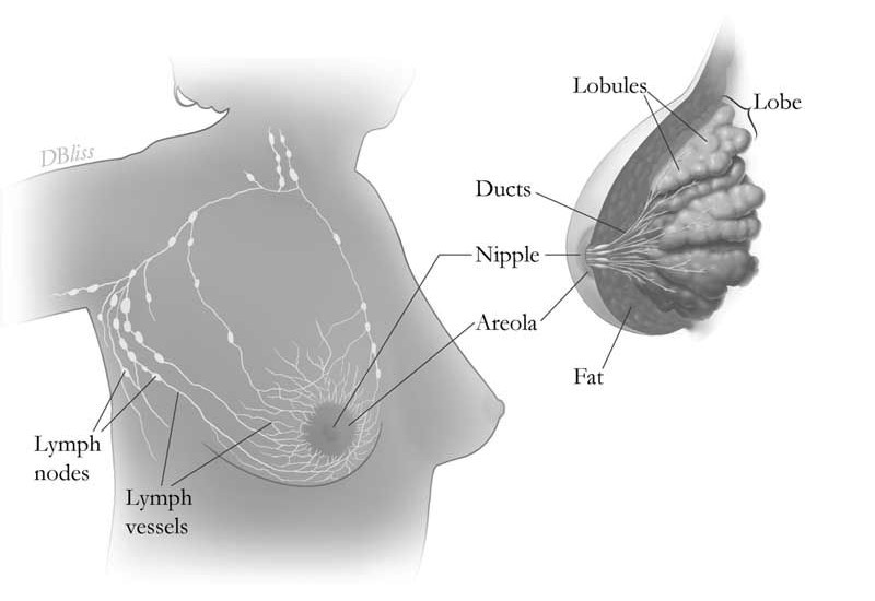 Breast Cancer