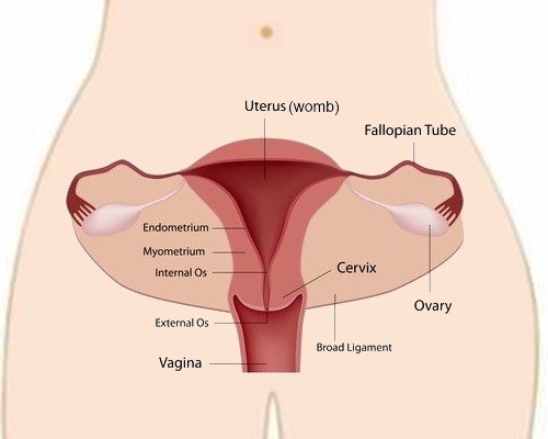 cervix