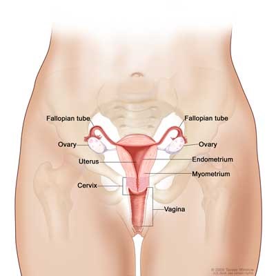 Uterus