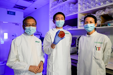 Discovery of new bacteria Staphylococcus singaporensis 